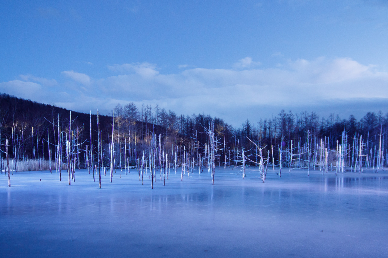青い池（美瑛） 美瑛🌻青い池 ✈︎ ✈︎ 3,4年ぶりくらいに青い池に行ってきまし